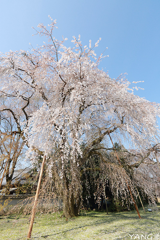【京都】醍醐寺，在世界遺產賞壯觀枝垂櫻