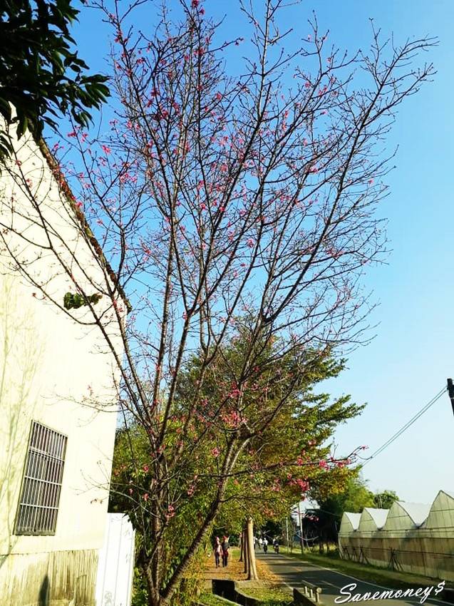 潭雅神綠園道｜S彎道逍遙鐵馬行,春光明媚賞花去 - 達人Emily的播報台