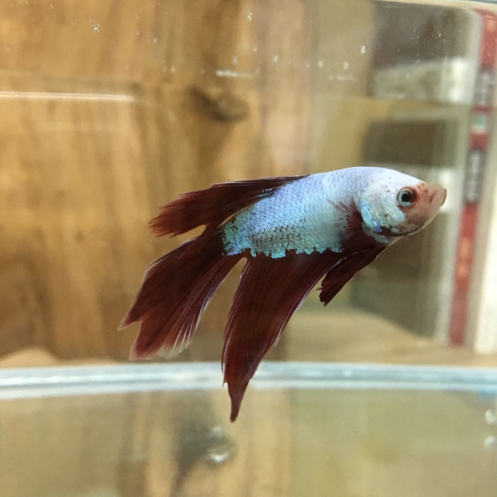 半月鬥魚疑似生病「夾尾」， 該怎麼辦？！