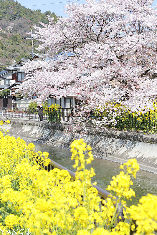 【京都】山科疏水,櫻花、油菜花與疏水道組成的美麗景色