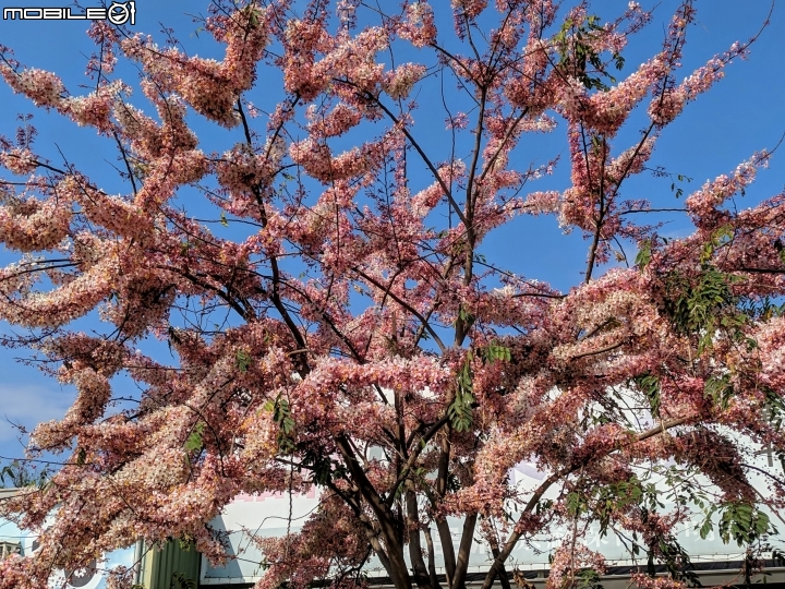花旗木 台南市永康區忠孝運動公園 03/03
