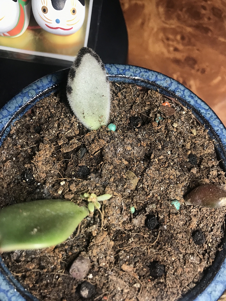 「請益」各位版上大大，請問這3片是甚麼多肉植物？