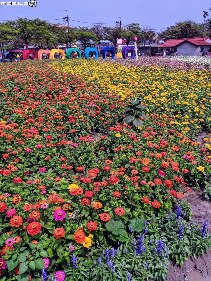 油菜花 台南市學甲區光華里 03/09