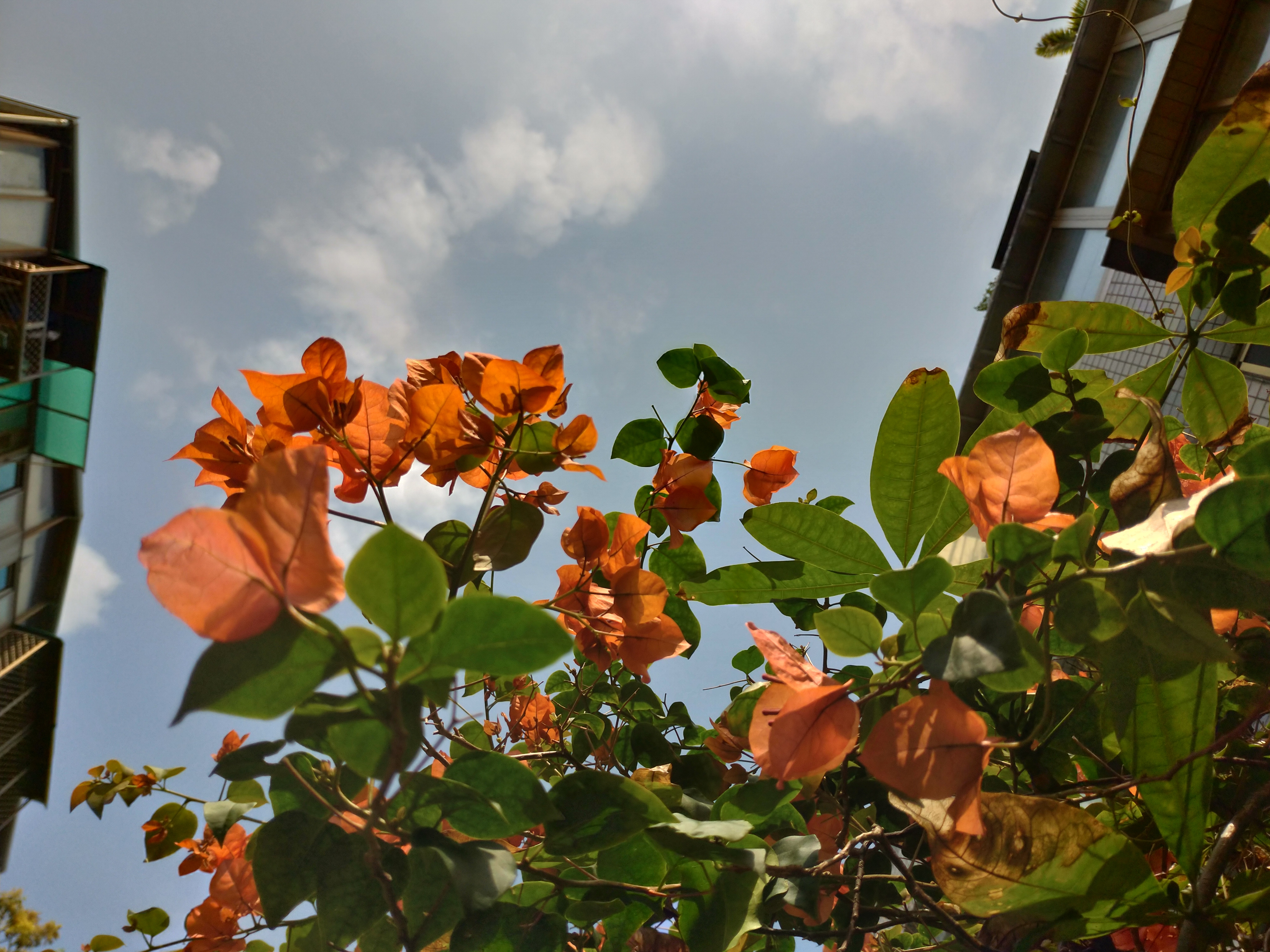 Zenfone 5z 一點拍照心得