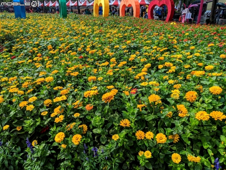 油菜花 台南市學甲區光華里 03/09