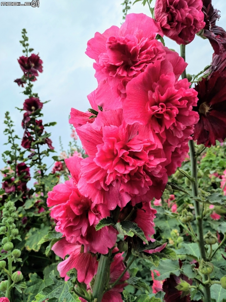油菜花 台南市學甲區光華里 03/09