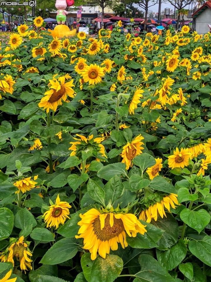 油菜花 台南市學甲區光華里 03/09