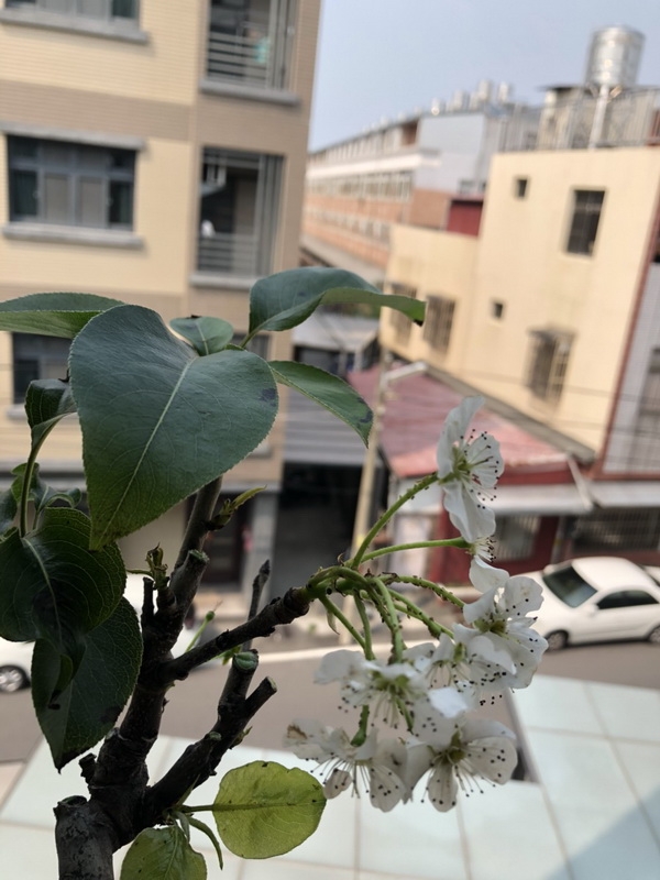 討厭的害蟲(蚜蟲、介殼蟲....)