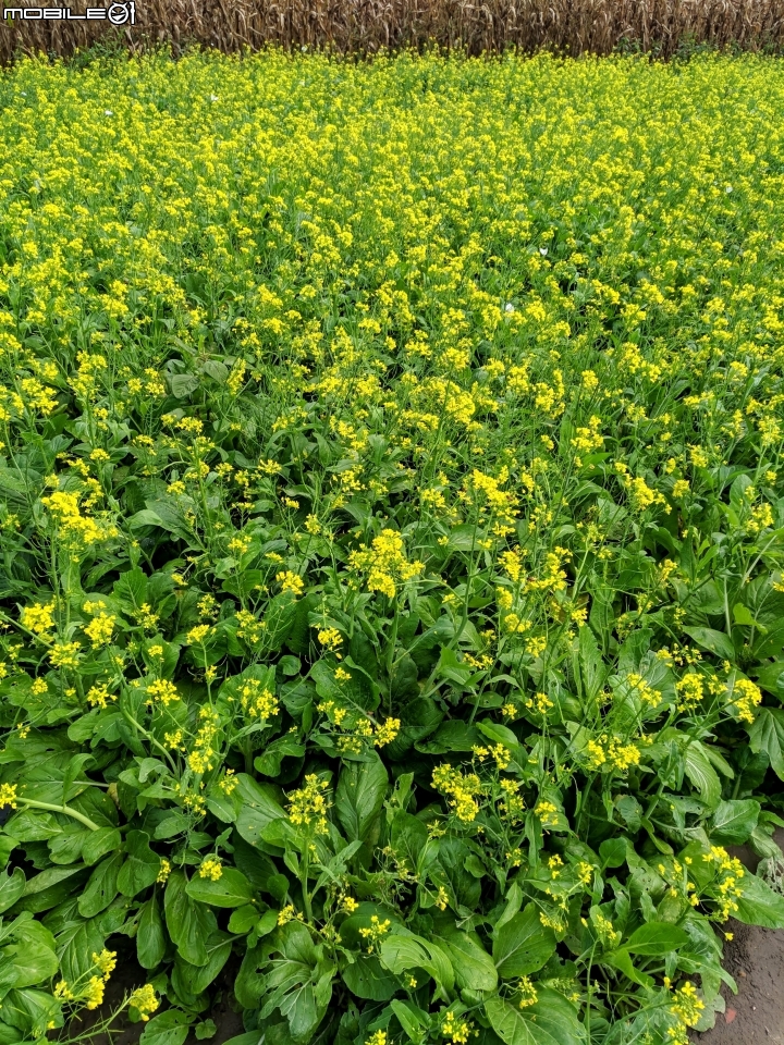 油菜花 台南市學甲區光華里 03/09