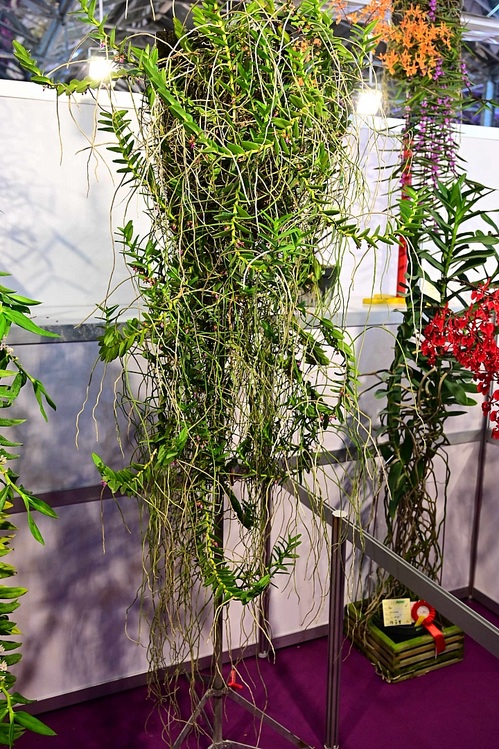 38婦女節快樂，歡迎大家來台南後壁區參觀2019台灣國際蘭展。