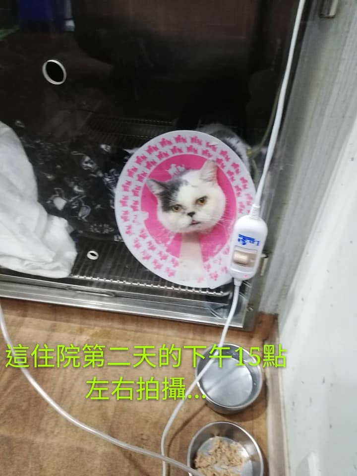 人生中最大的錯誤就是把我最愛的 “臭胖呆”親手送到--> 中壢24h磨鼻子醫院!!!!!!!!!!!!!!!!