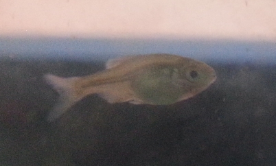 在池塘撈的小魚.這只是普通的大肚魚嗎??