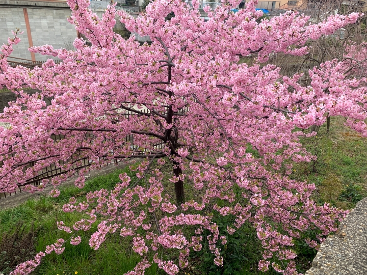 [京都]櫻花2019滿開第一發搶先看＆最新情報！拍照by iPhone XS MAX, Moto one