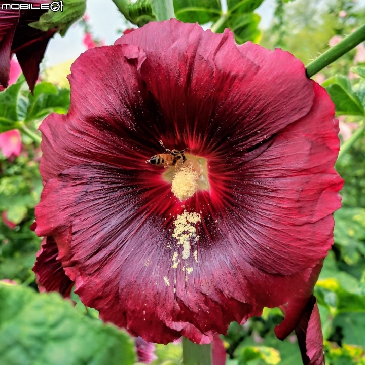 油菜花 台南市學甲區光華里 03/09