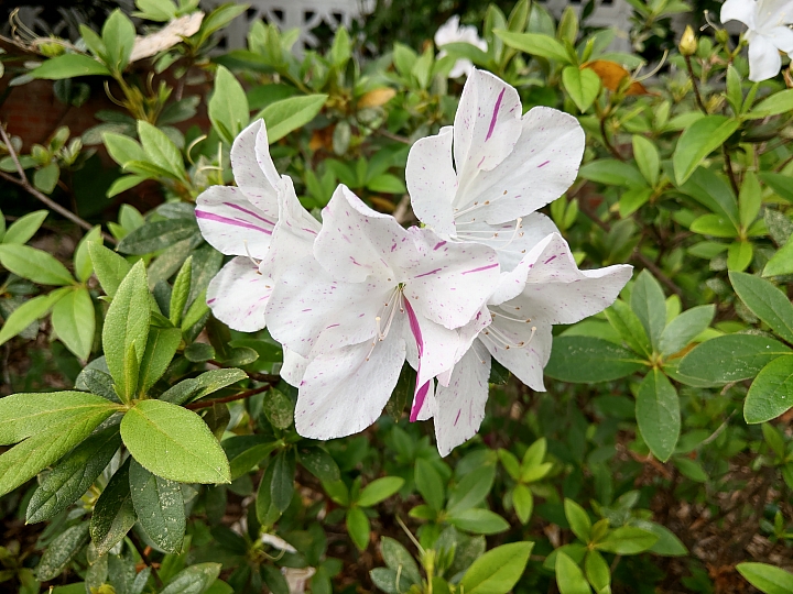 台大校園杜鵑花季~HTC U12+攝影