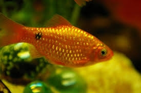【火玫瑰魚】外型與顏色 飼養方式介紹