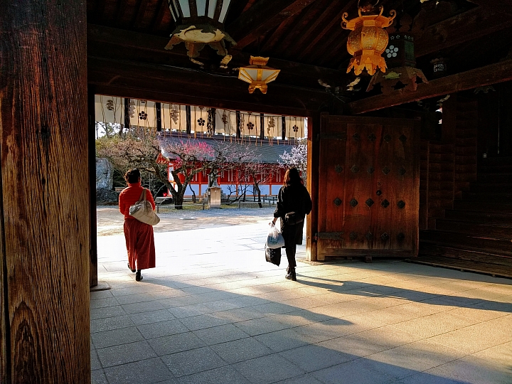 [京都]櫻花2019滿開第一發搶先看＆最新情報！拍照by iPhone XS MAX, Moto one