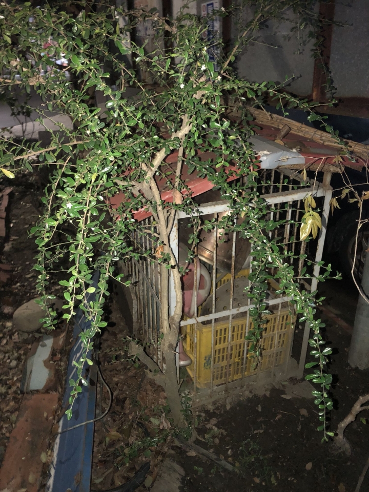 求解樹種