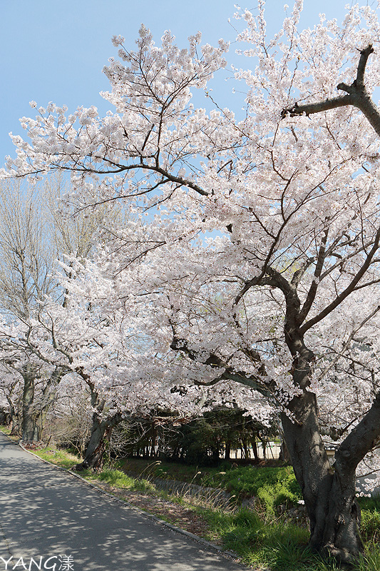【京都】山科疏水,櫻花、油菜花與疏水道組成的美麗景色