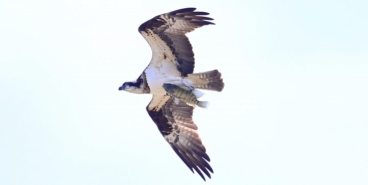 車城生態豐富，白頭鶴受到當地民眾保護照顧，選擇定點等待減少干擾是拍攝最好方式。