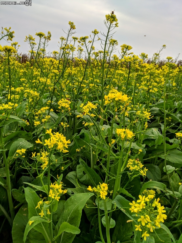油菜花 台南市學甲區光華里 03/09