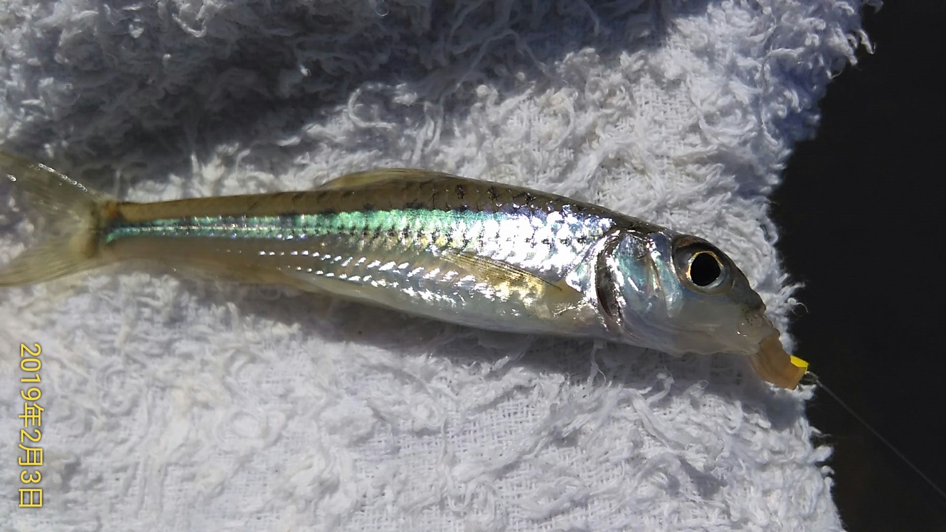 請問這是什麼淡水魚?
