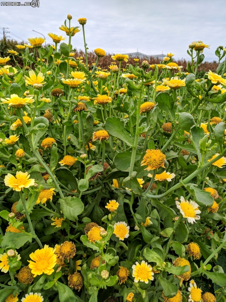 茼蒿花 台南市學甲區光華里 03/16