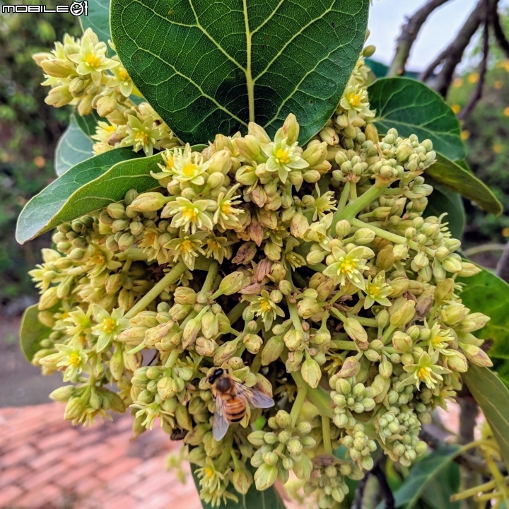 油菜花 台南市學甲區光華里 03/09