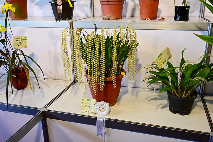38婦女節快樂，歡迎大家來台南後壁區參觀2019台灣國際蘭展。