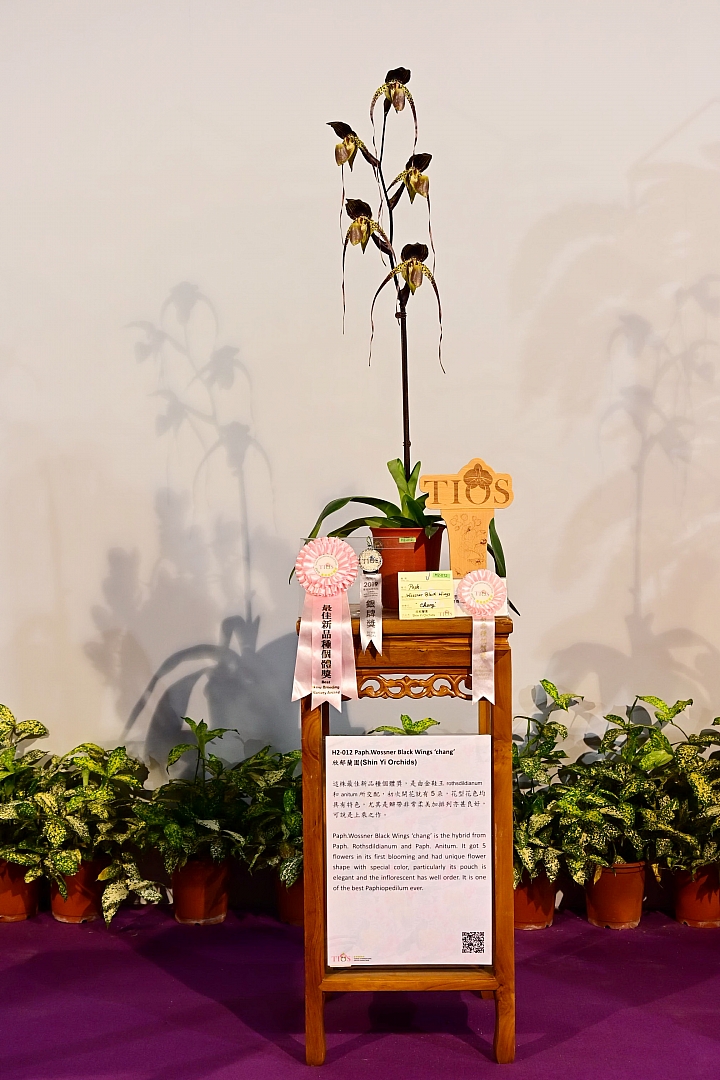 38婦女節快樂，歡迎大家來台南後壁區參觀2019台灣國際蘭展。