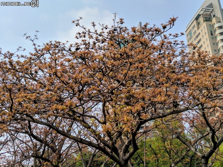 掌葉蘋婆 台南市東區林森路一段 03/17
