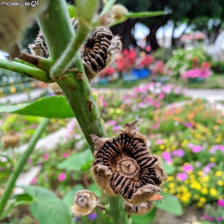 串錢柳+龍柏 台南市佳里區佳福寺 03/16