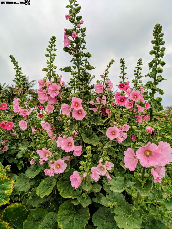 油菜花 台南市學甲區光華里 03/09