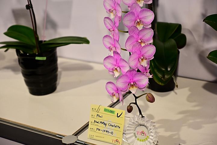 38婦女節快樂，歡迎大家來台南後壁區參觀2019台灣國際蘭展。