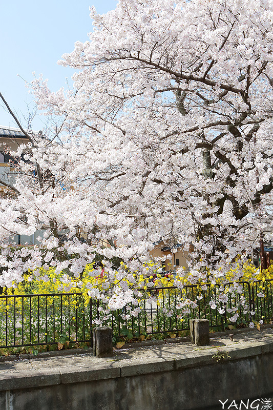 【京都】山科疏水,櫻花、油菜花與疏水道組成的美麗景色