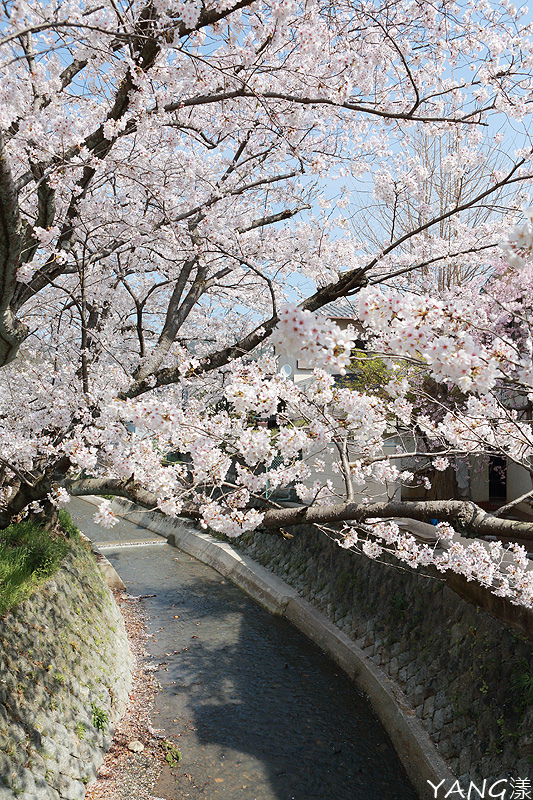 【京都】山科疏水,櫻花、油菜花與疏水道組成的美麗景色