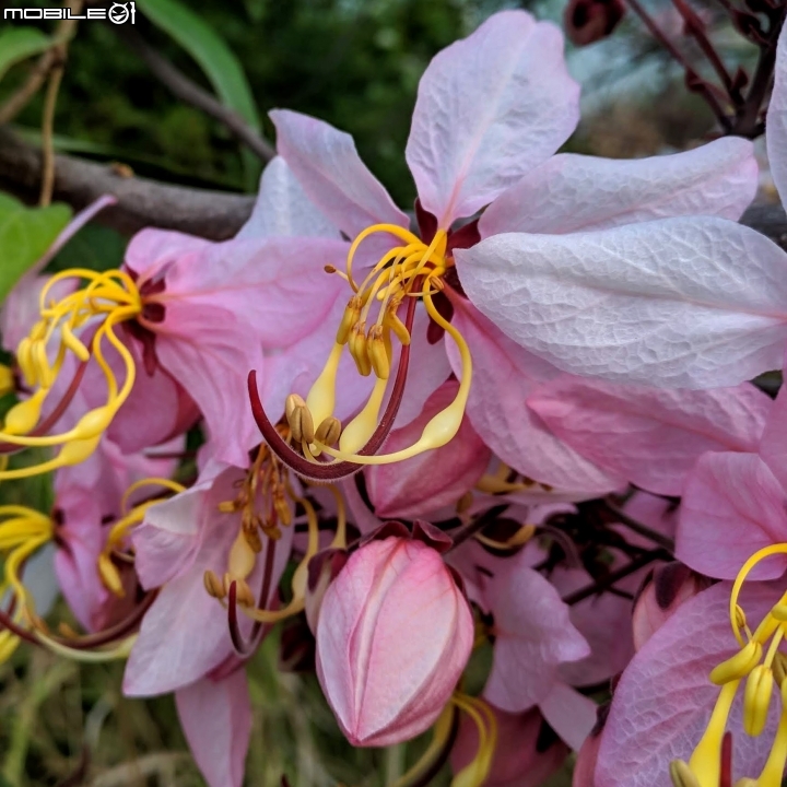 花旗木 台南市永康區忠孝運動公園 03/03