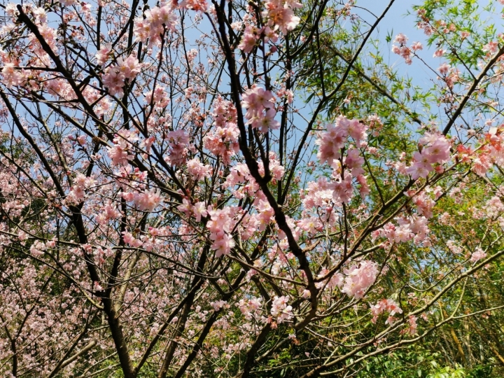 內湖碧山巖櫻花階梯~不輸日本