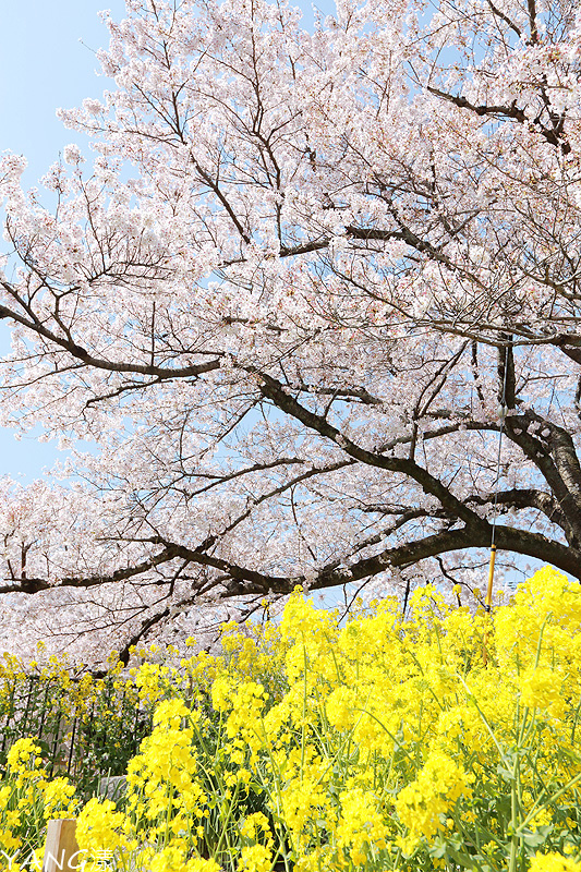 【京都】山科疏水,櫻花、油菜花與疏水道組成的美麗景色