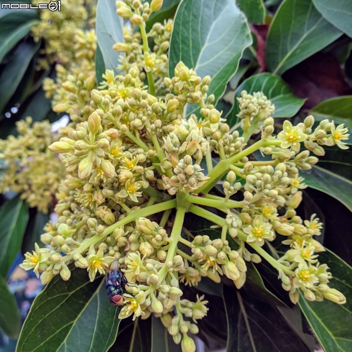 油菜花 台南市學甲區光華里 03/09