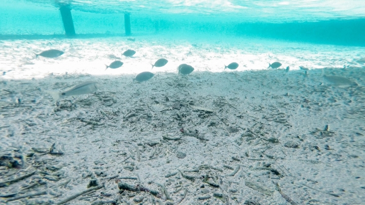 8分鐘帶你體驗馬爾地夫度假島浮潛，一起跳進水上屋下那片湛藍海水吧！｜馬爾地夫 EP 19｜度假島 Adaaran Club Rannalhi｜旅行，路上。