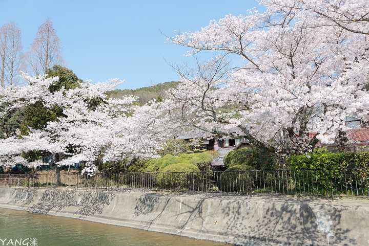 【京都】山科疏水，櫻花、油菜花與疏水道組成的美麗景色