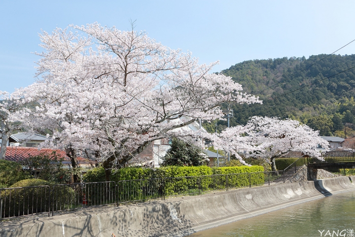 【京都】山科疏水，櫻花、油菜花與疏水道組成的美麗景色