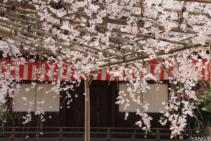 【京都】醍醐寺，在世界遺產賞壯觀枝垂櫻