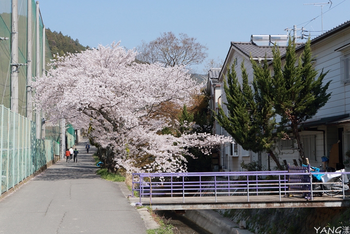 【京都】山科疏水，櫻花、油菜花與疏水道組成的美麗景色