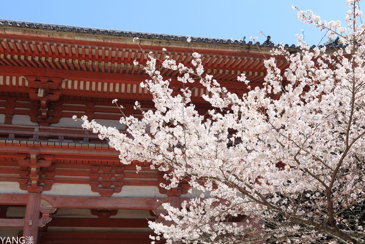 【京都】醍醐寺，在世界遺產賞壯觀枝垂櫻