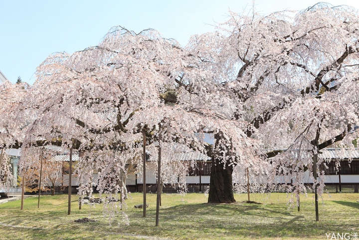 【京都】醍醐寺，在世界遺產賞壯觀枝垂櫻