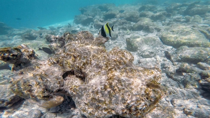 8分鐘帶你體驗馬爾地夫度假島浮潛，一起跳進水上屋下那片湛藍海水吧！｜馬爾地夫 EP 19｜度假島 Adaaran Club Rannalhi｜旅行，路上。