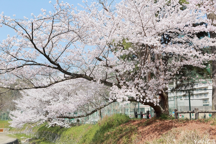 【京都】山科疏水，櫻花、油菜花與疏水道組成的美麗景色