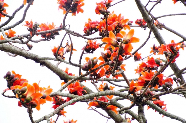 [台南][白河區] 2019林初埤木棉花道｜遊記